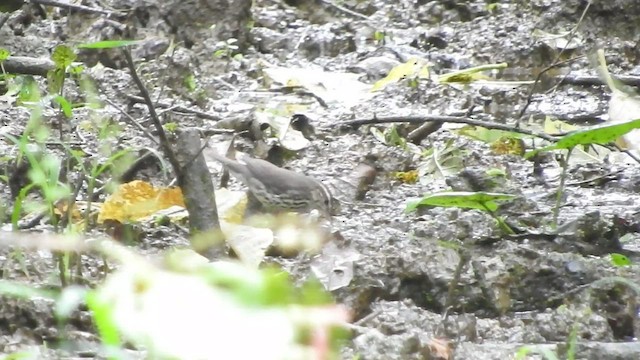 Northern Waterthrush - ML461291501