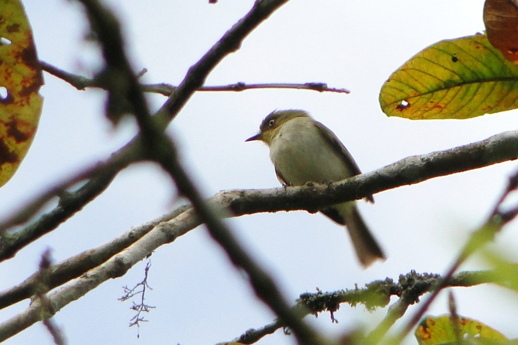 Bay-ringed Tyrannulet - Carlos Otávio Gussoni