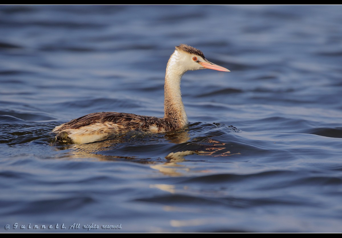 Great Crested Grebe - Penphan Kittinatgumthorn