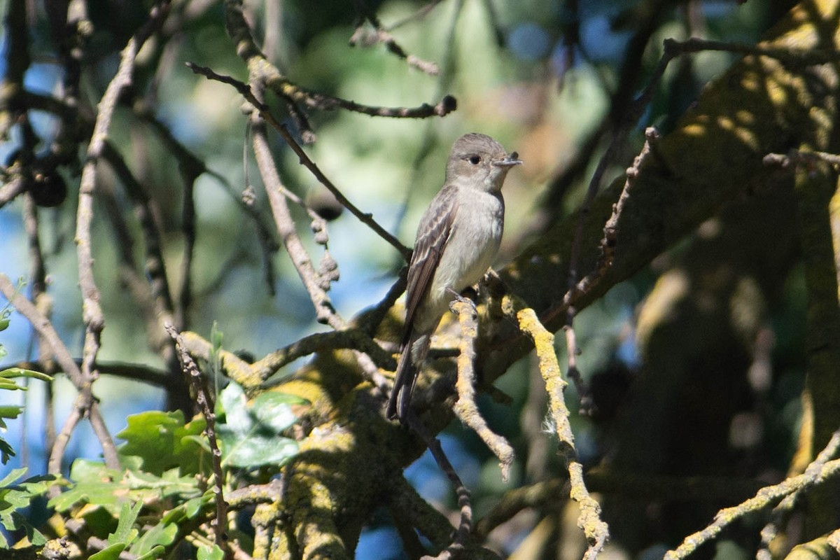 Western Wood-Pewee - ML461295021