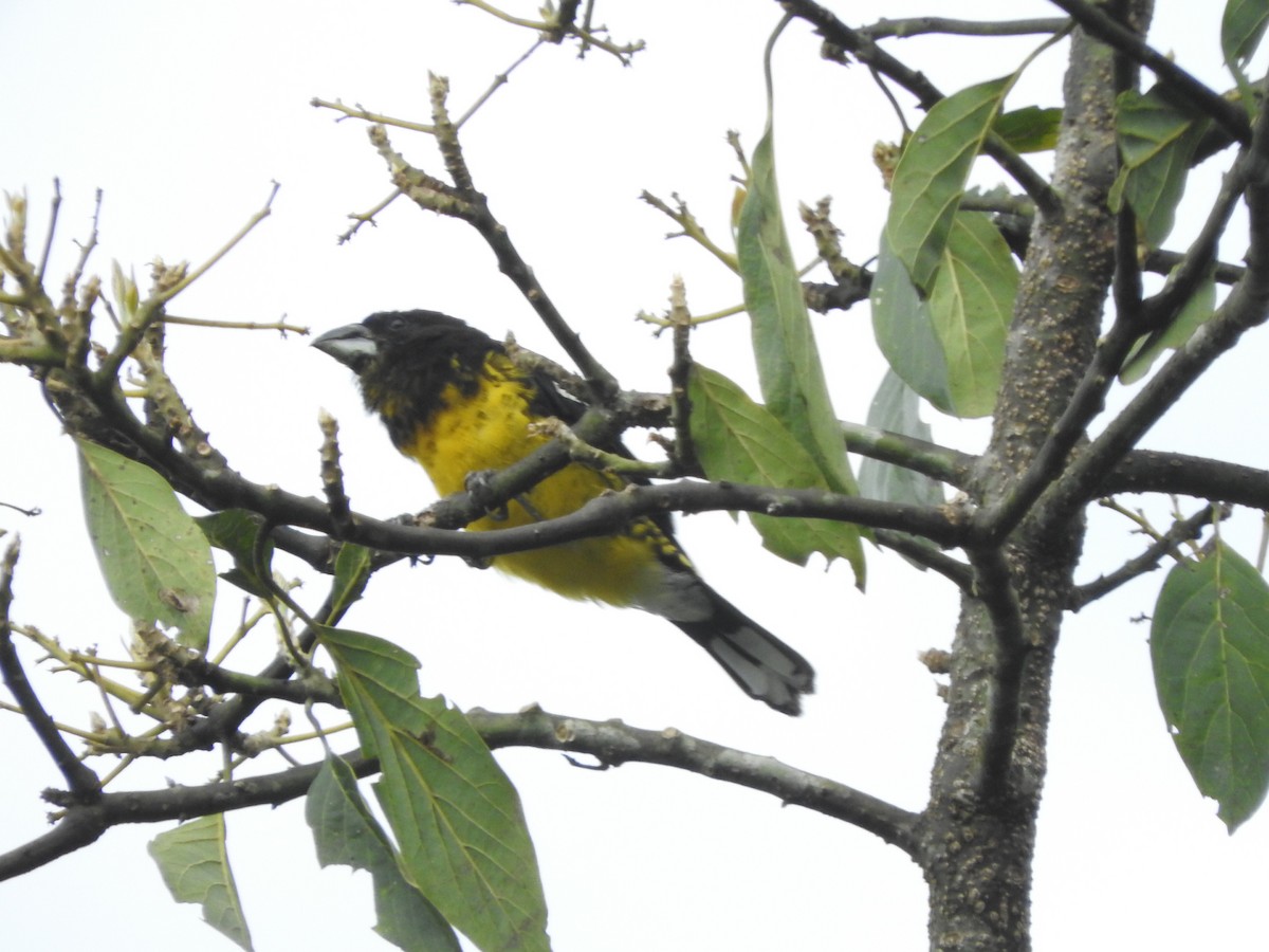 Black-backed Grosbeak - ML461295931