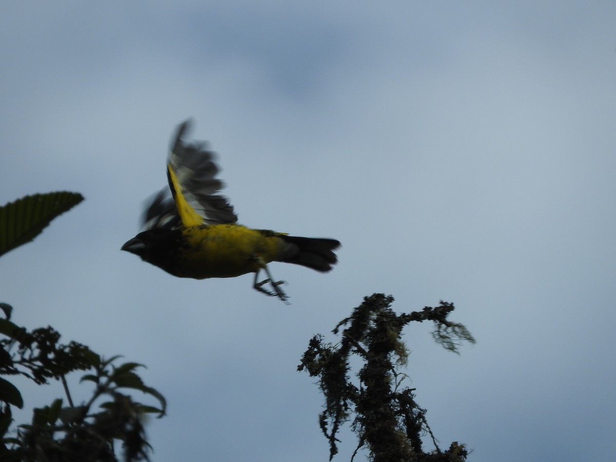 Black-backed Grosbeak - ML461295951