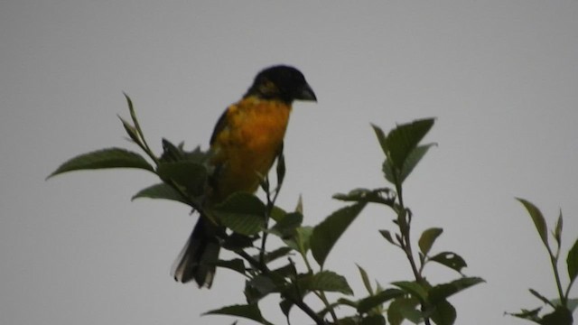 Black-backed Grosbeak - ML461296051