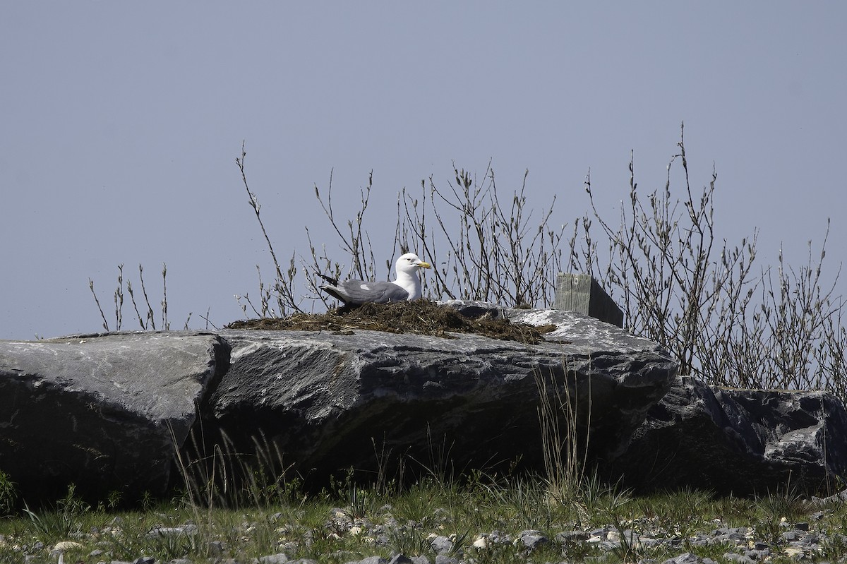 Herring Gull - ML461296401