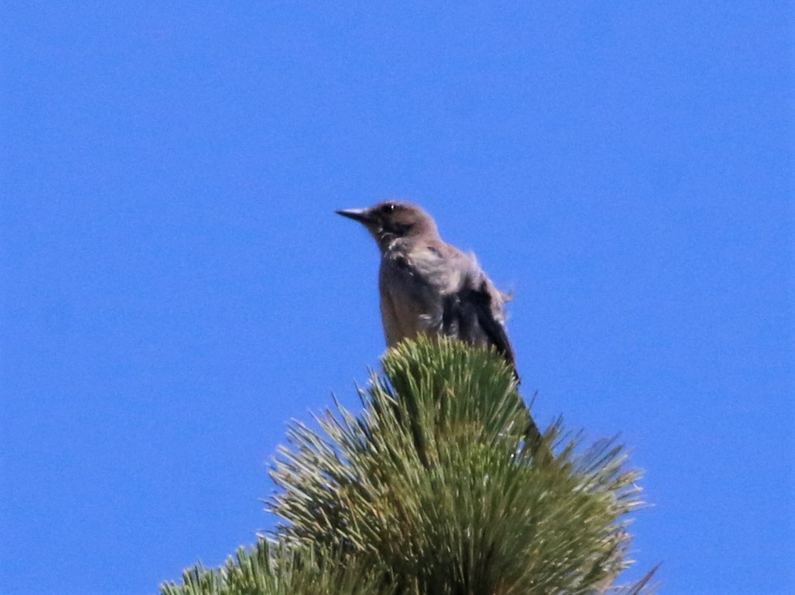 California Scrub-Jay - Linda LeRoy