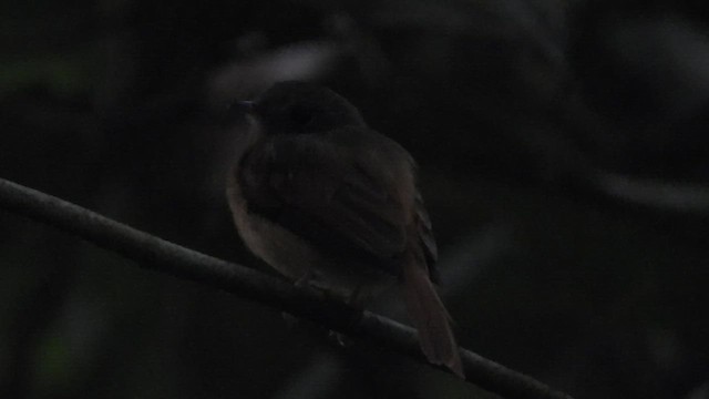 Ruddy-tailed Flycatcher - ML461296751