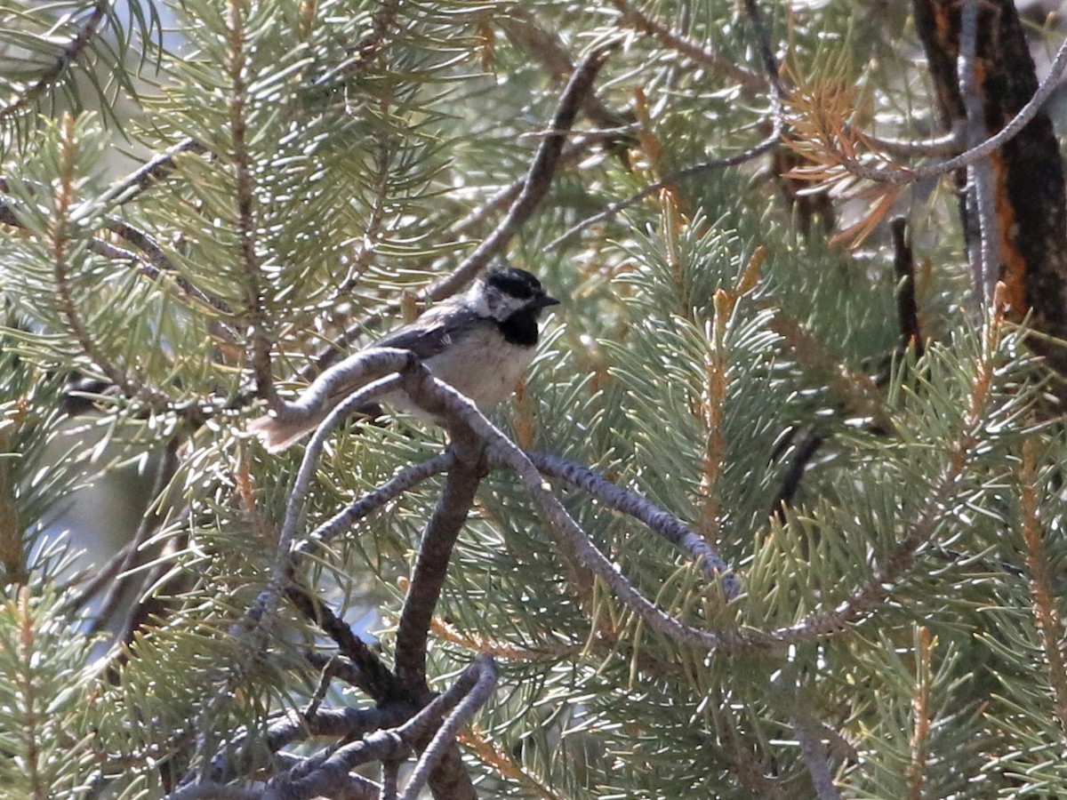 Mountain Chickadee - ML461296771