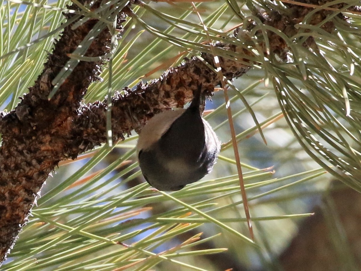 Pygmy Nuthatch - ML461297141