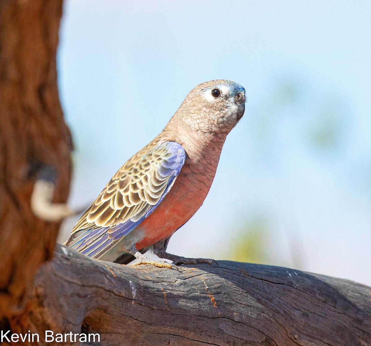 Bourke's Parrot - Kevin Bartram