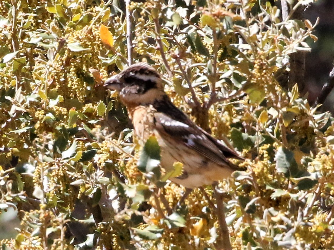 Black-headed Grosbeak - Linda LeRoy