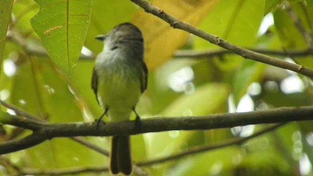 Short-crested Flycatcher - ML461299761