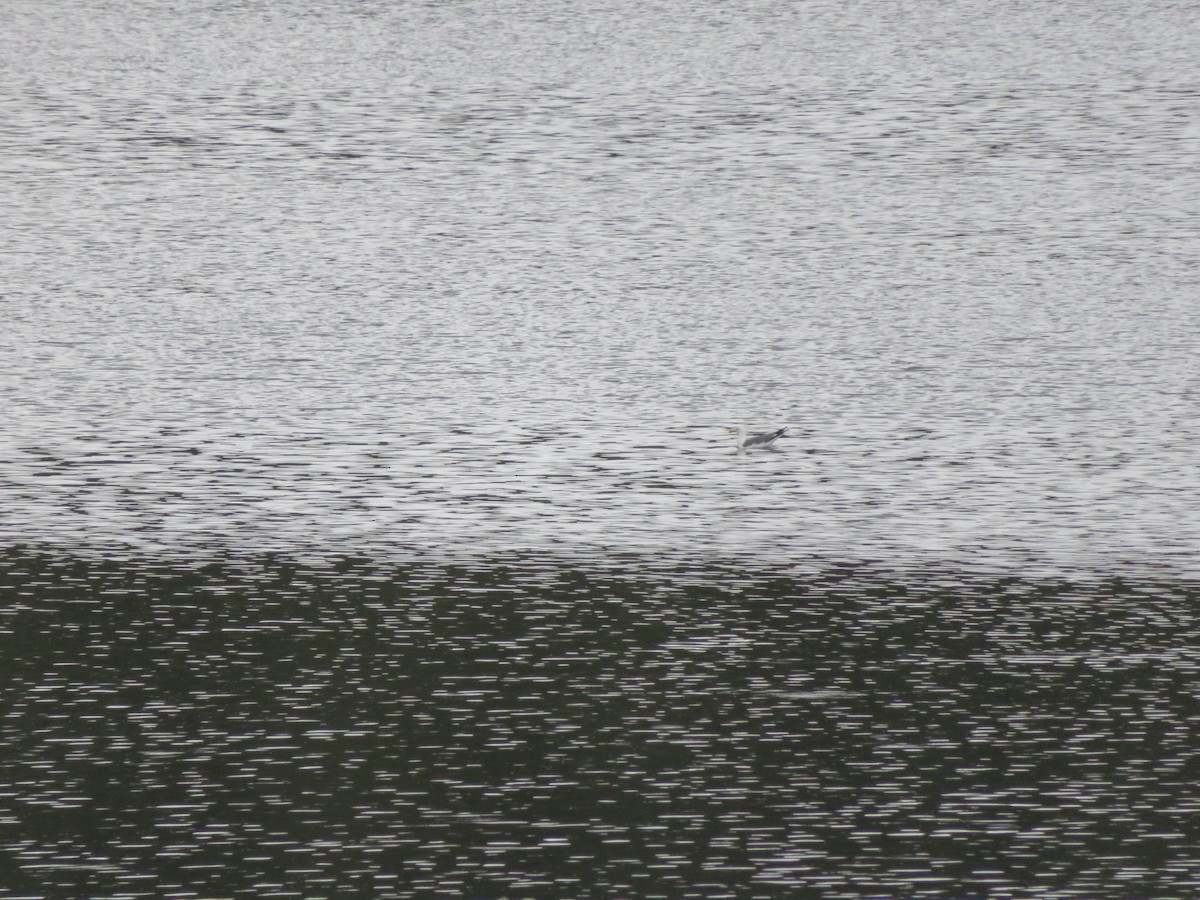 California Gull - ML461299881