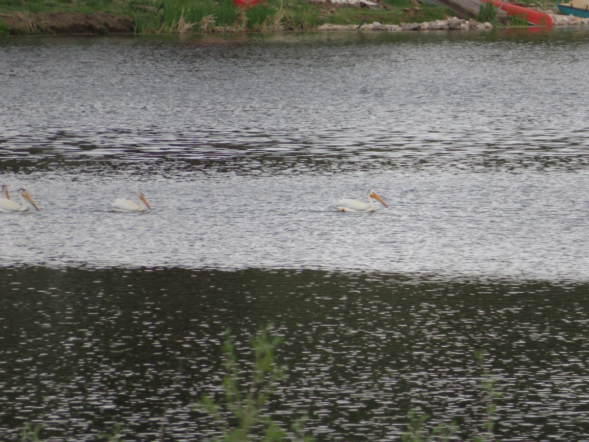 American White Pelican - ML461299951