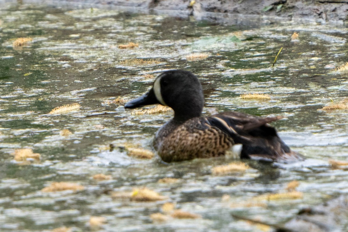 Blue-winged Teal - ML461300231