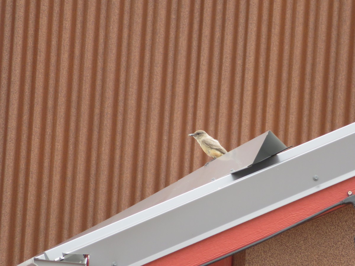 Say's Phoebe - ML461302131