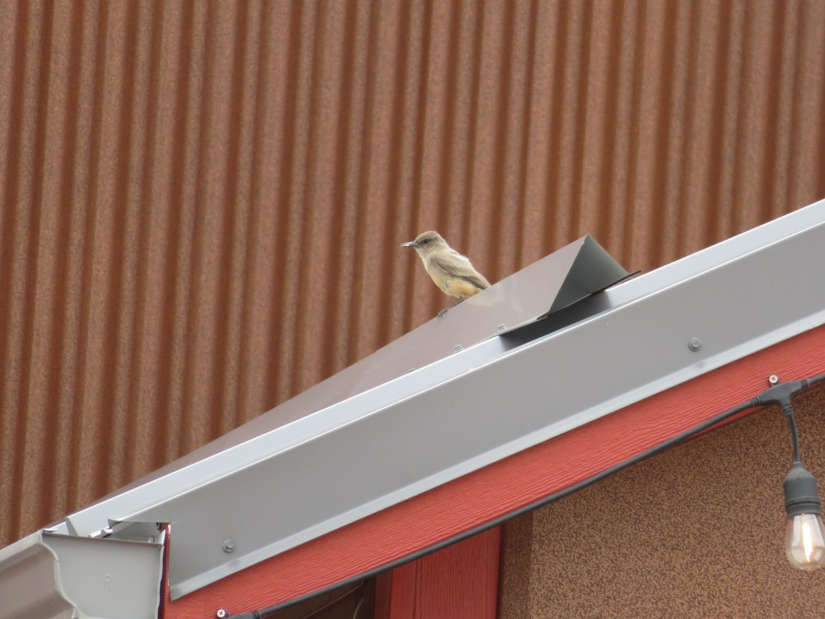 Say's Phoebe - ML461302141