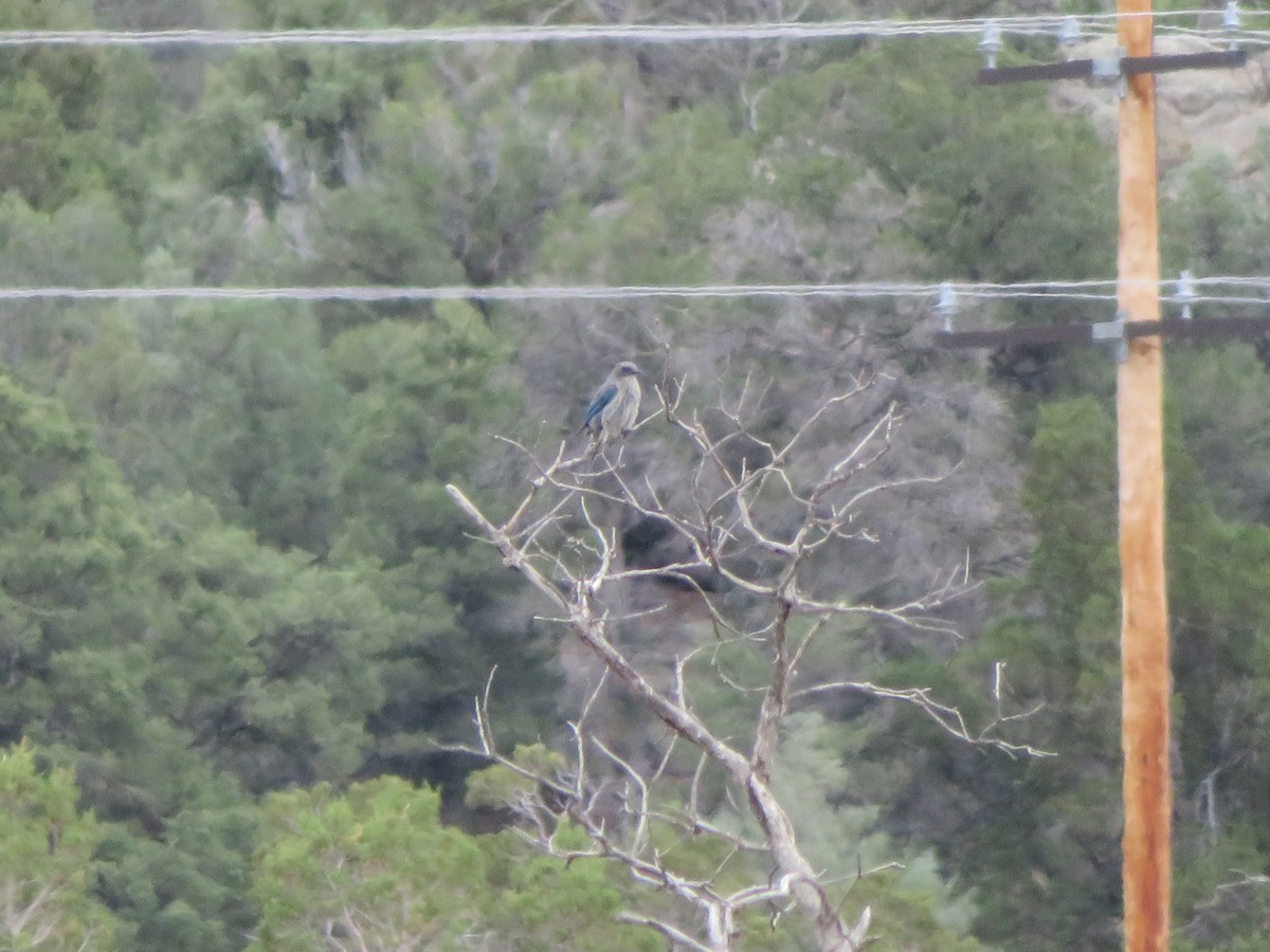 Woodhouse's Scrub-Jay - ML461302231