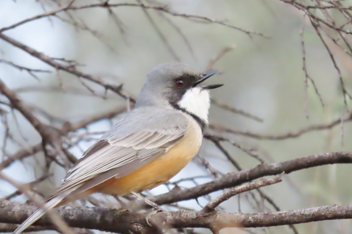 Rufous Whistler - ML461302971