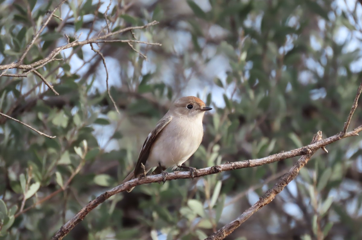 Red-capped Robin - ML461302981