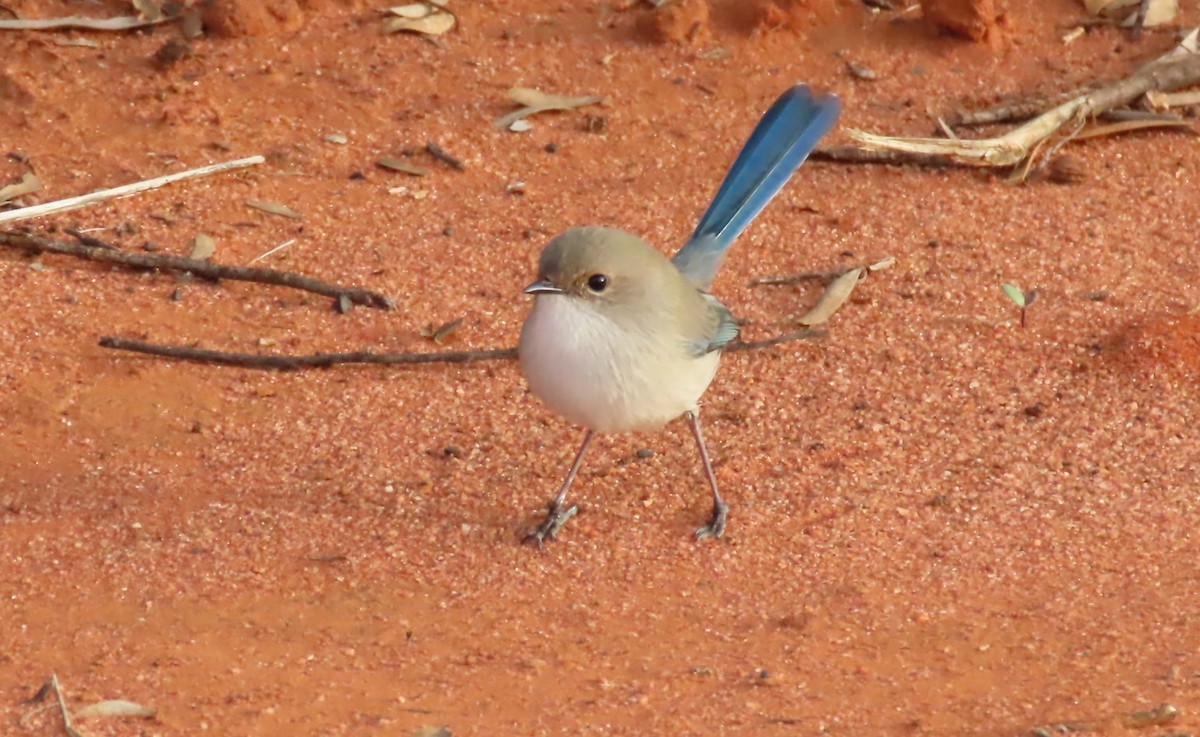 Splendid Fairywren - ML461303011