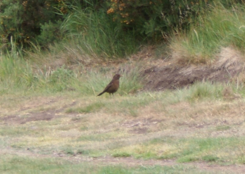 Eurasian Blackbird - ML461305291