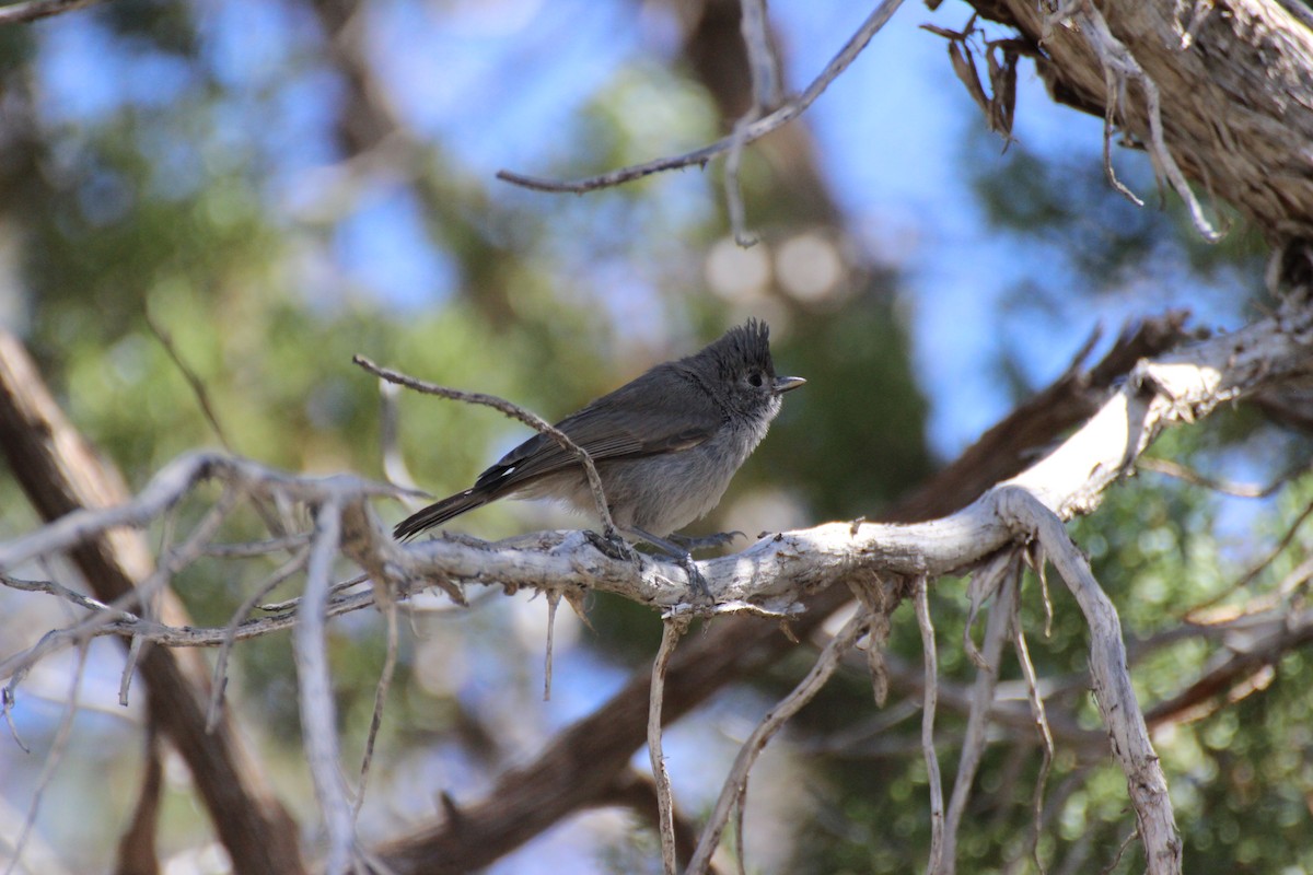 Juniper Titmouse - ML461305621