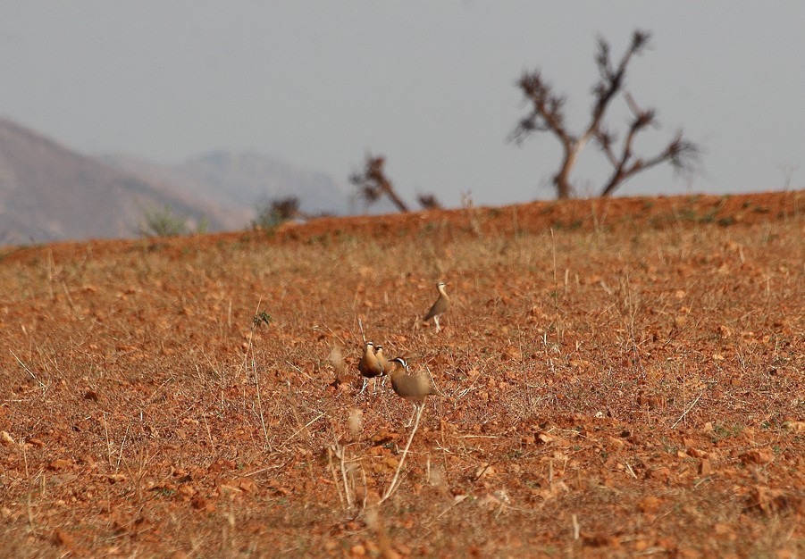 Indian Courser - ML461306301