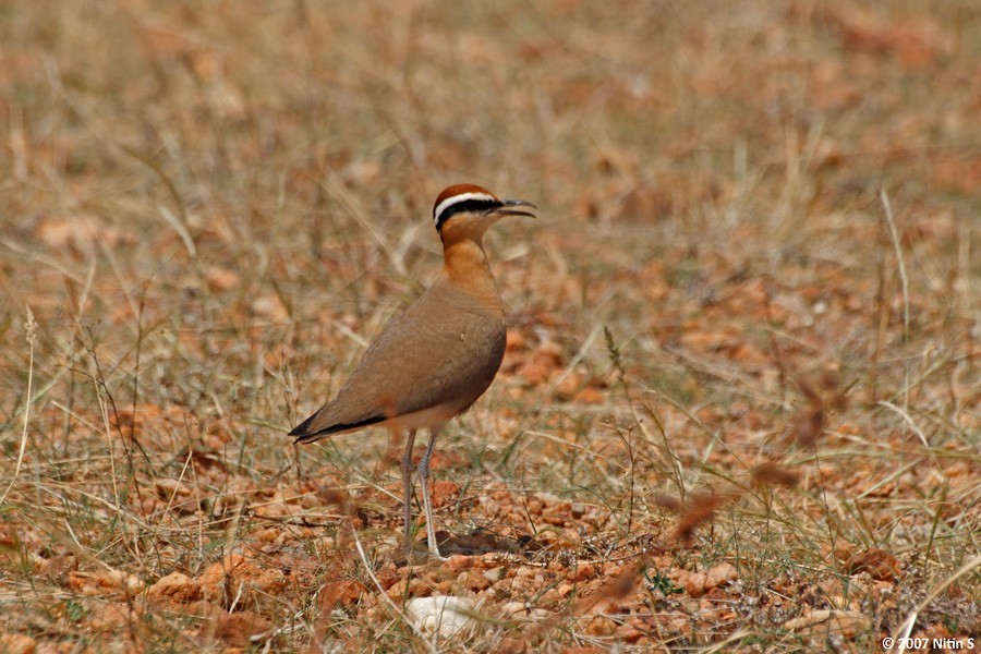 Indian Courser - ML461306311
