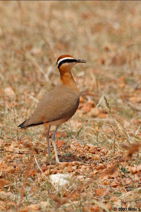 Indian Courser - ML461306321