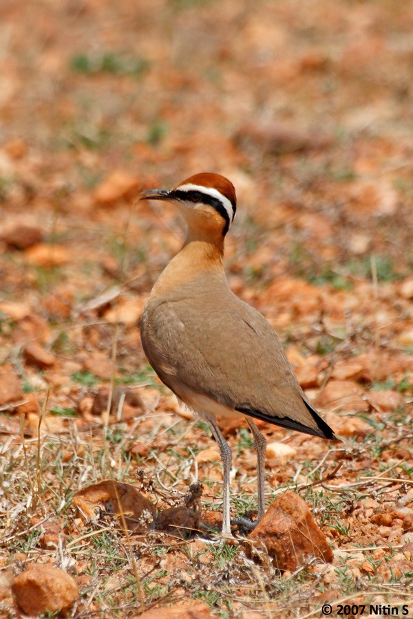 Indian Courser - ML461306331