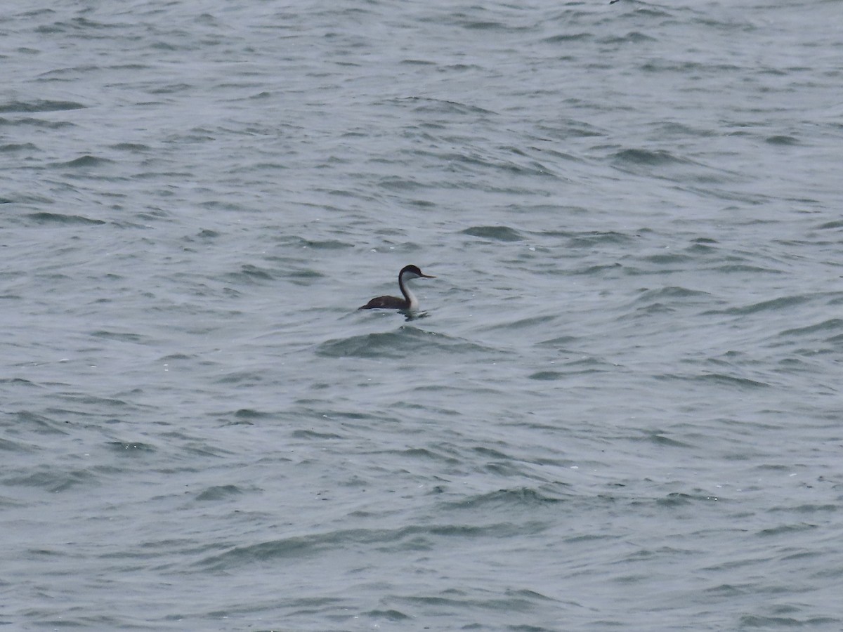 Western Grebe - ML461307061