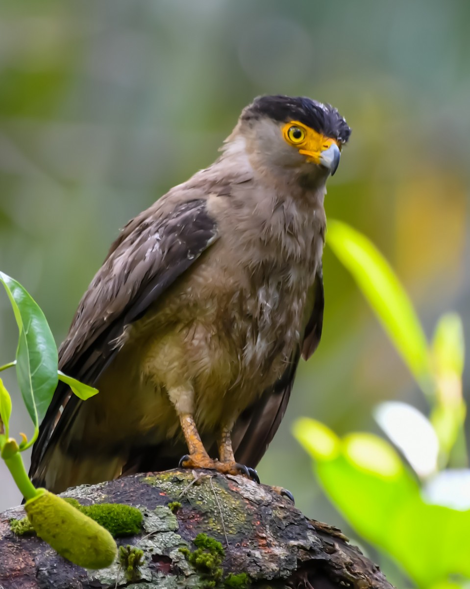 Nicobar Serpent-Eagle - ML461307341