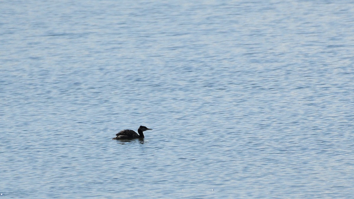 Red-necked Grebe - ML461308111