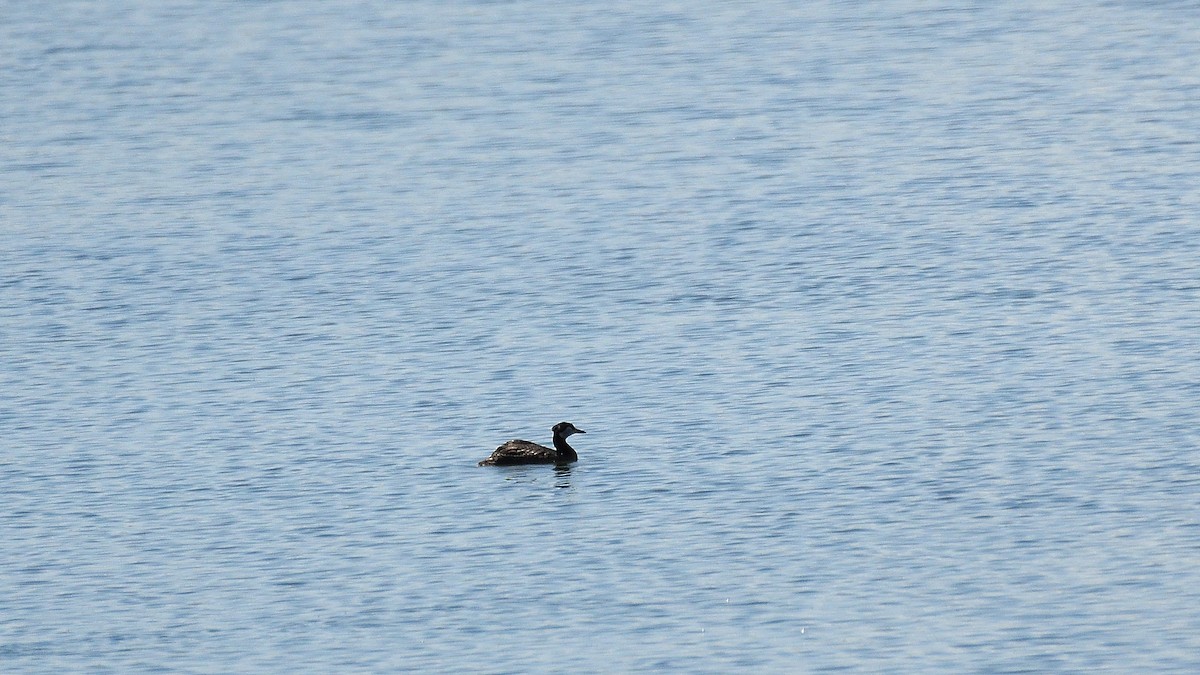 Red-necked Grebe - ML461308131