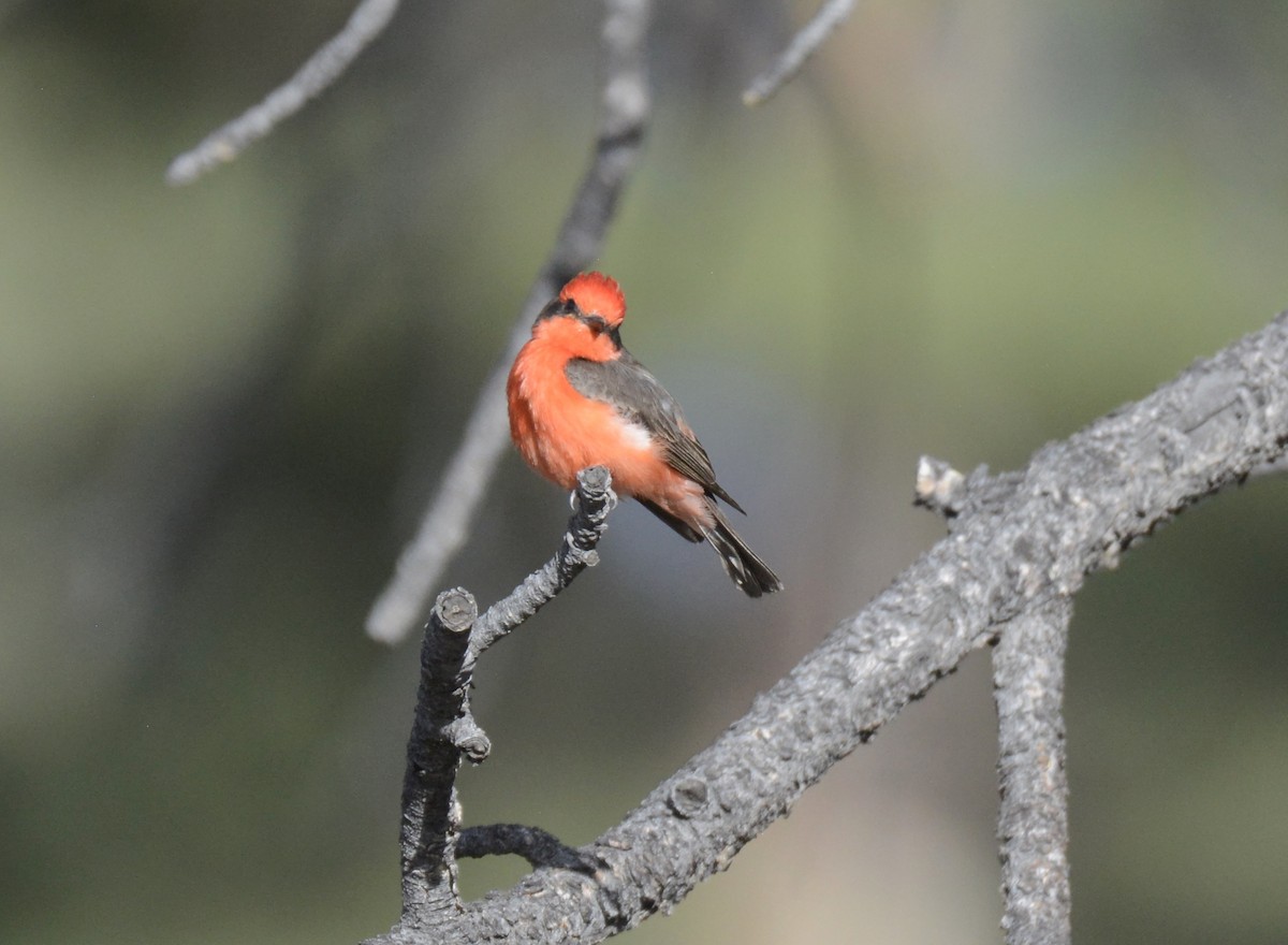 Vermilion Flycatcher - ML461308421