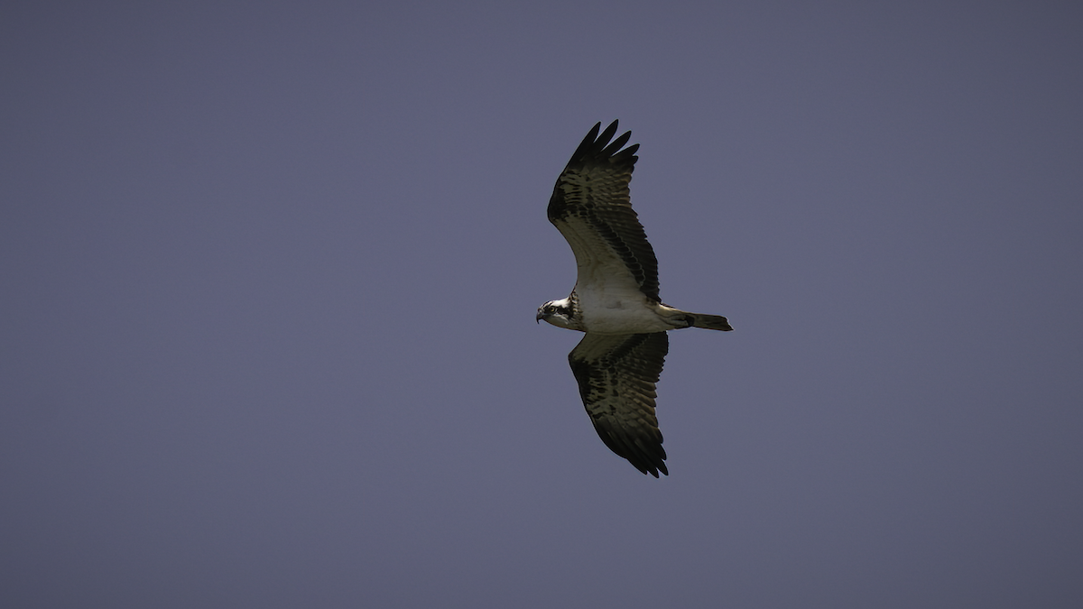 Águila Pescadora (haliaetus) - ML461308671