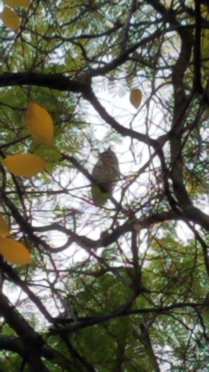 Spotted Eagle-Owl - ML461309721