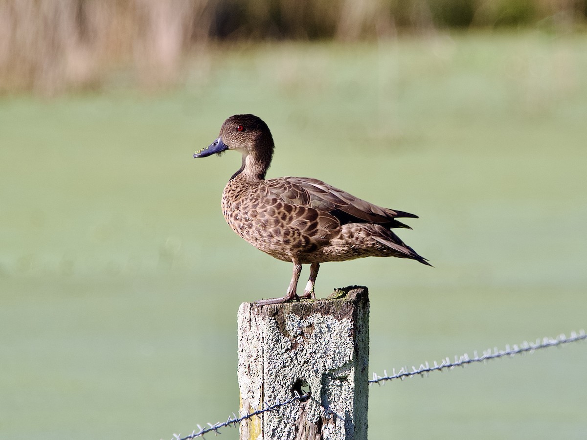 Chestnut Teal - Allan Johns