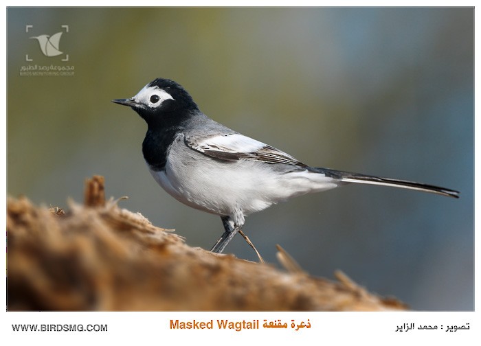 White Wagtail (Masked) - Mohammed Al Zayer