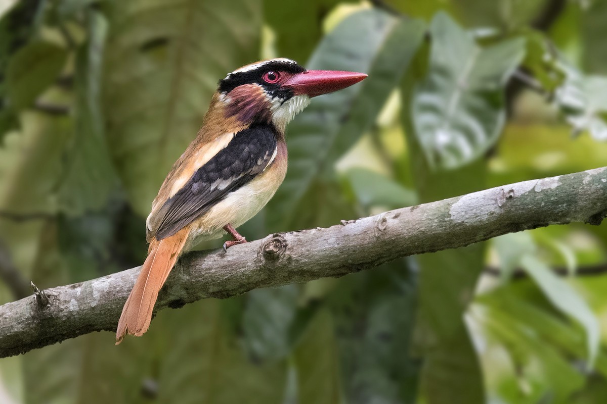 Sangihe Lilac Kingfisher - Miquel Bonet