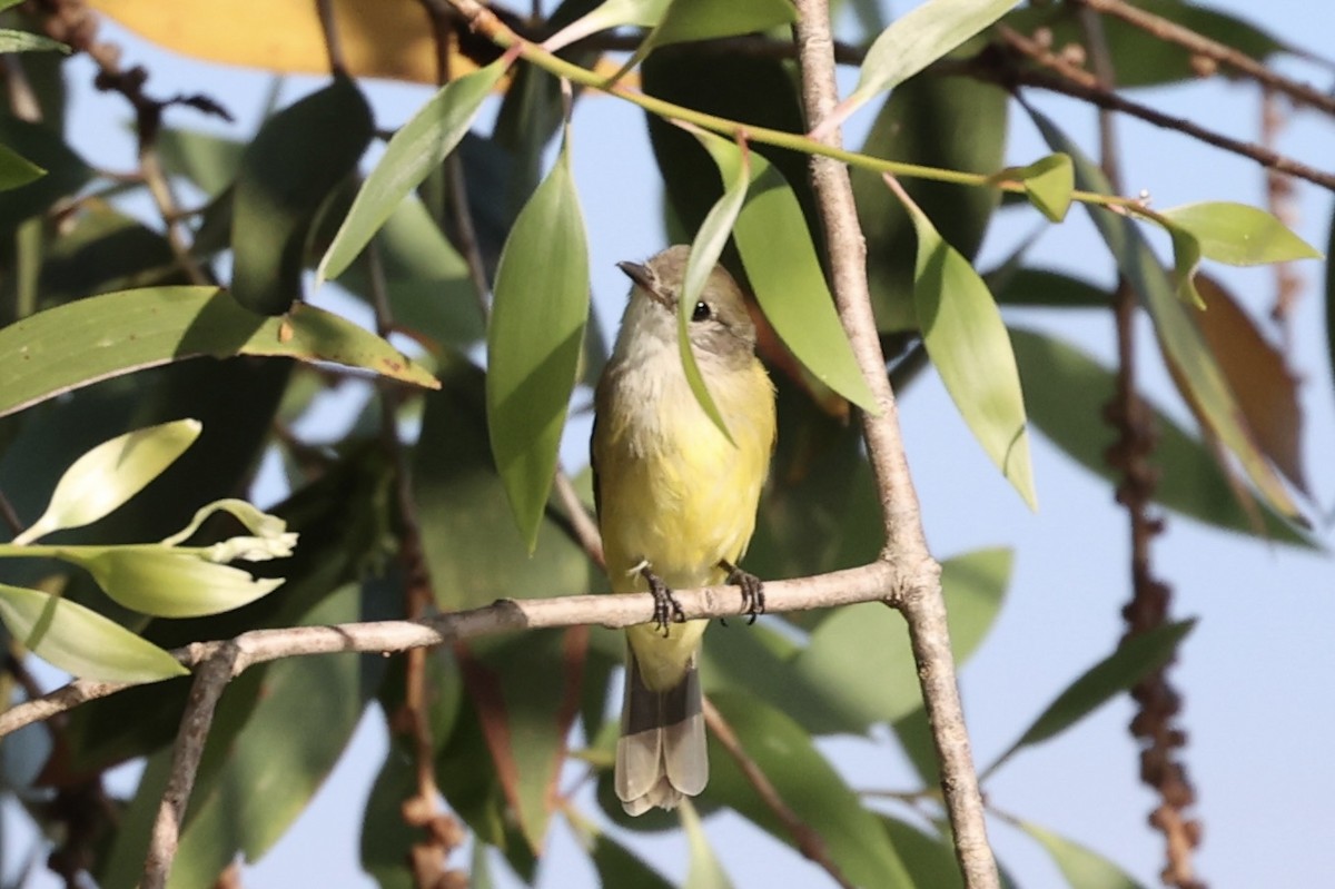 Lemon-bellied Flyrobin - Andrew William