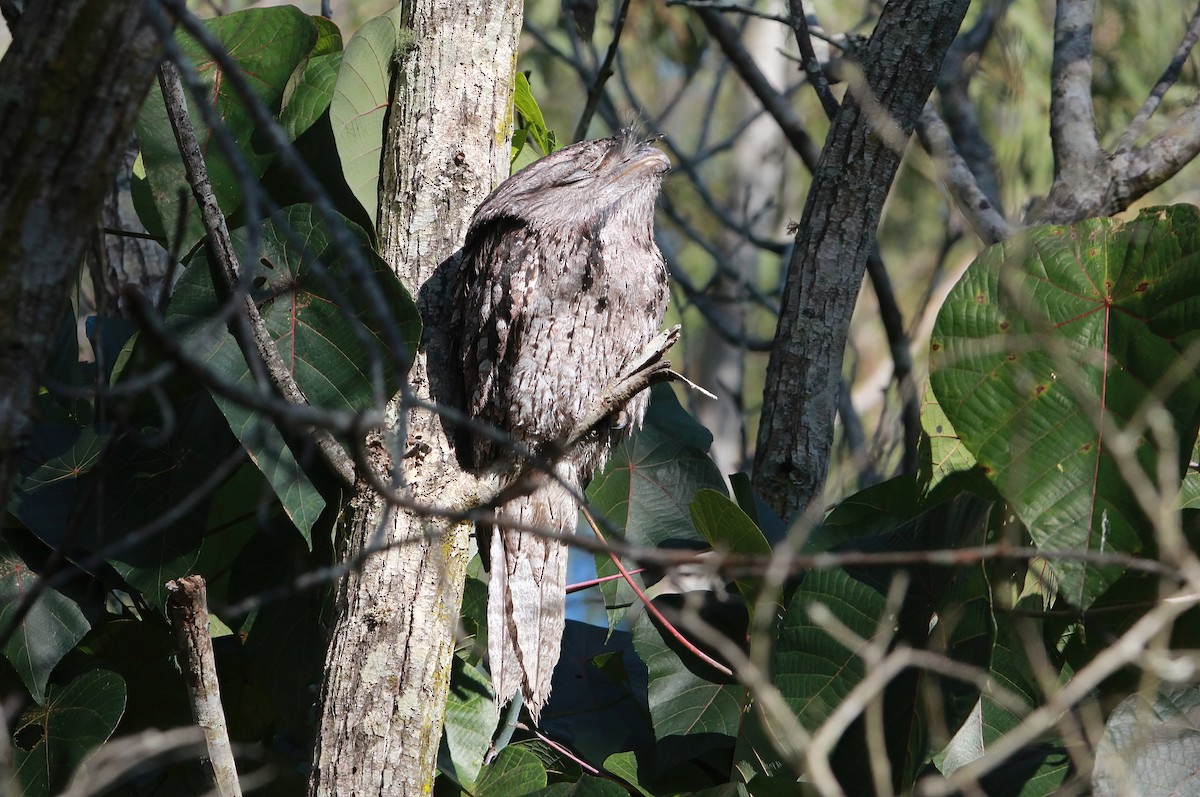 Tawny Frogmouth - ML461313571