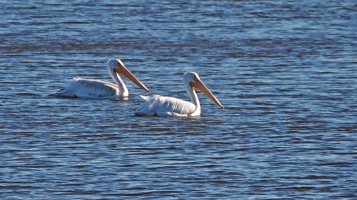 pelikán severoamerický - ML46131441
