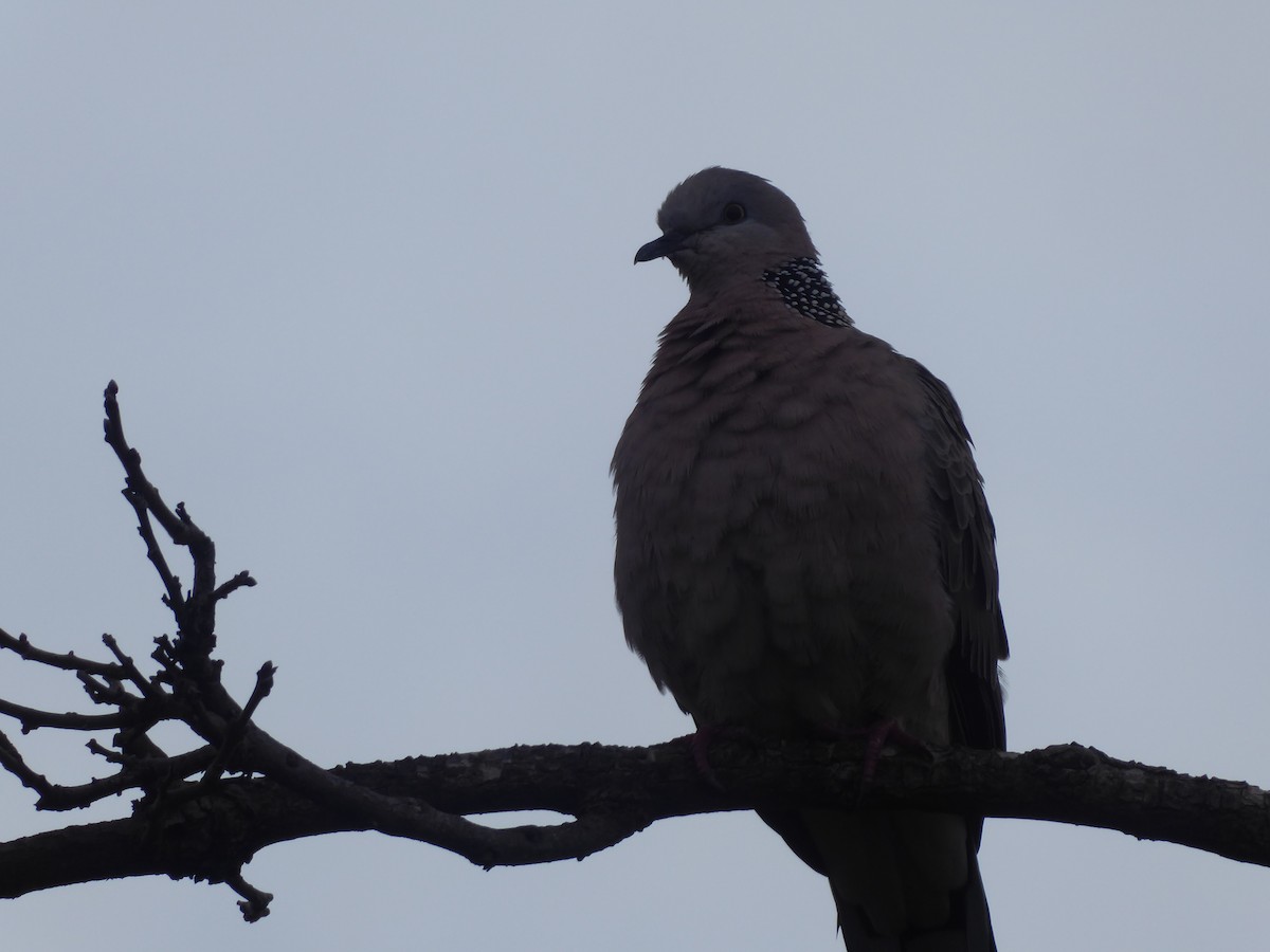 Spotted Dove - ML461315661