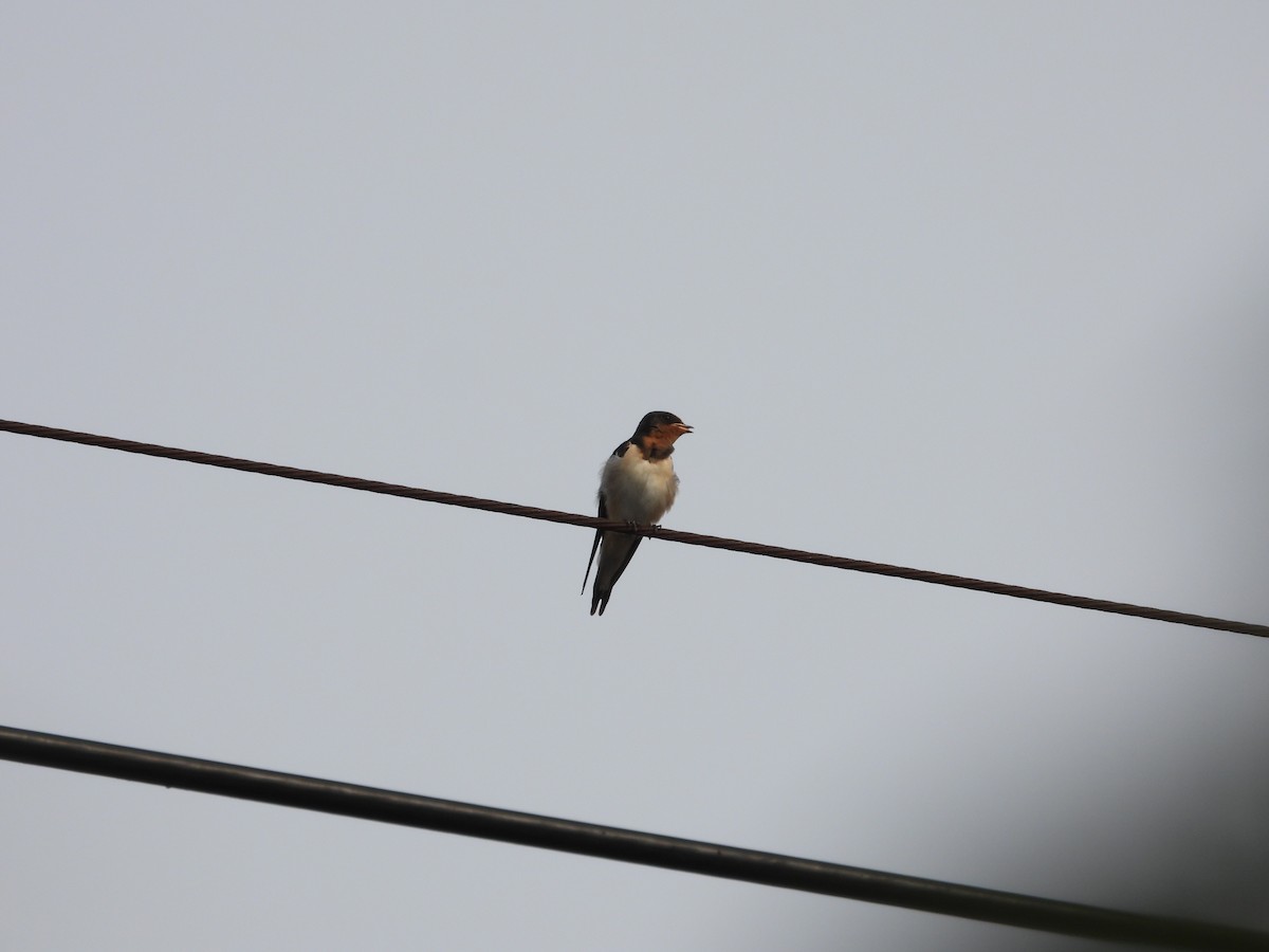 Barn Swallow - Anonymous