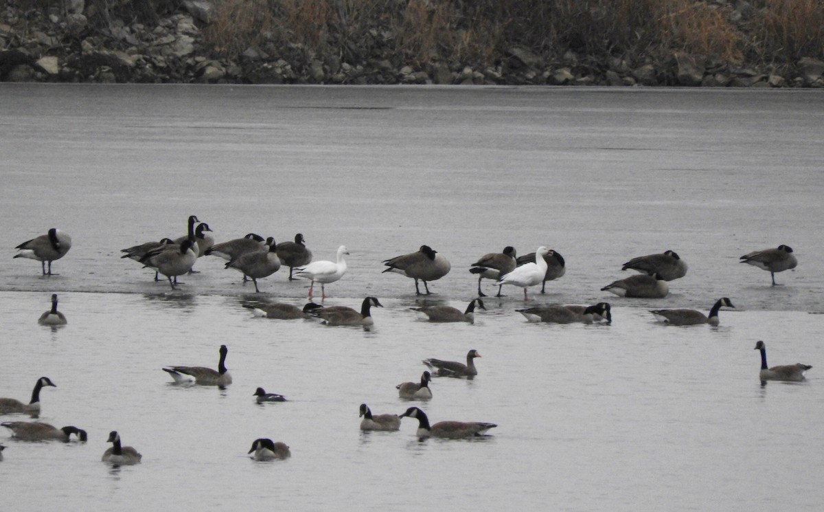 Greater White-fronted Goose - ML46131721