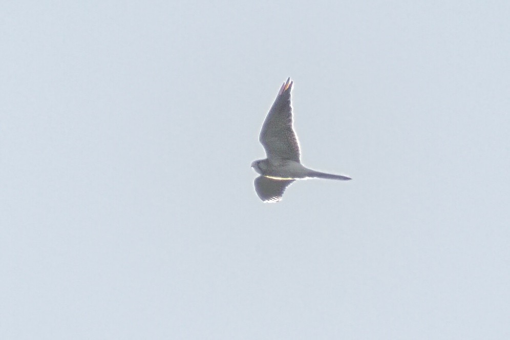 Nankeen Kestrel - ML461317571