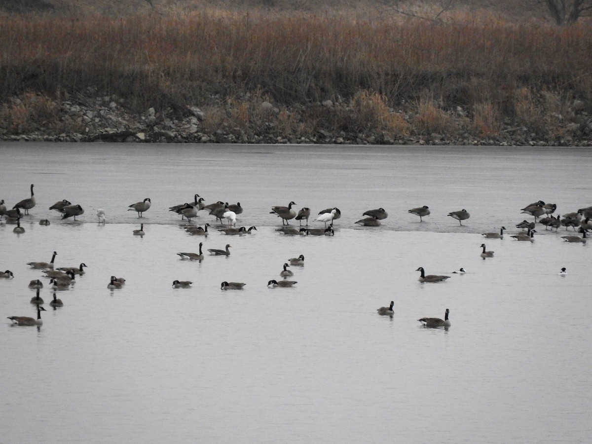 Snow Goose - Deanna Uphoff