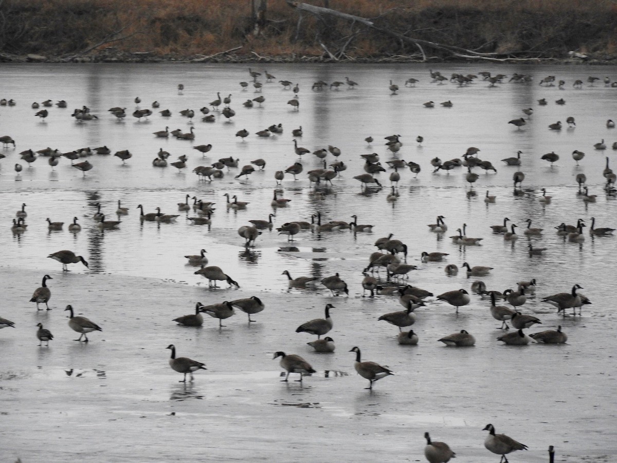 Cackling Goose - Deanna Uphoff