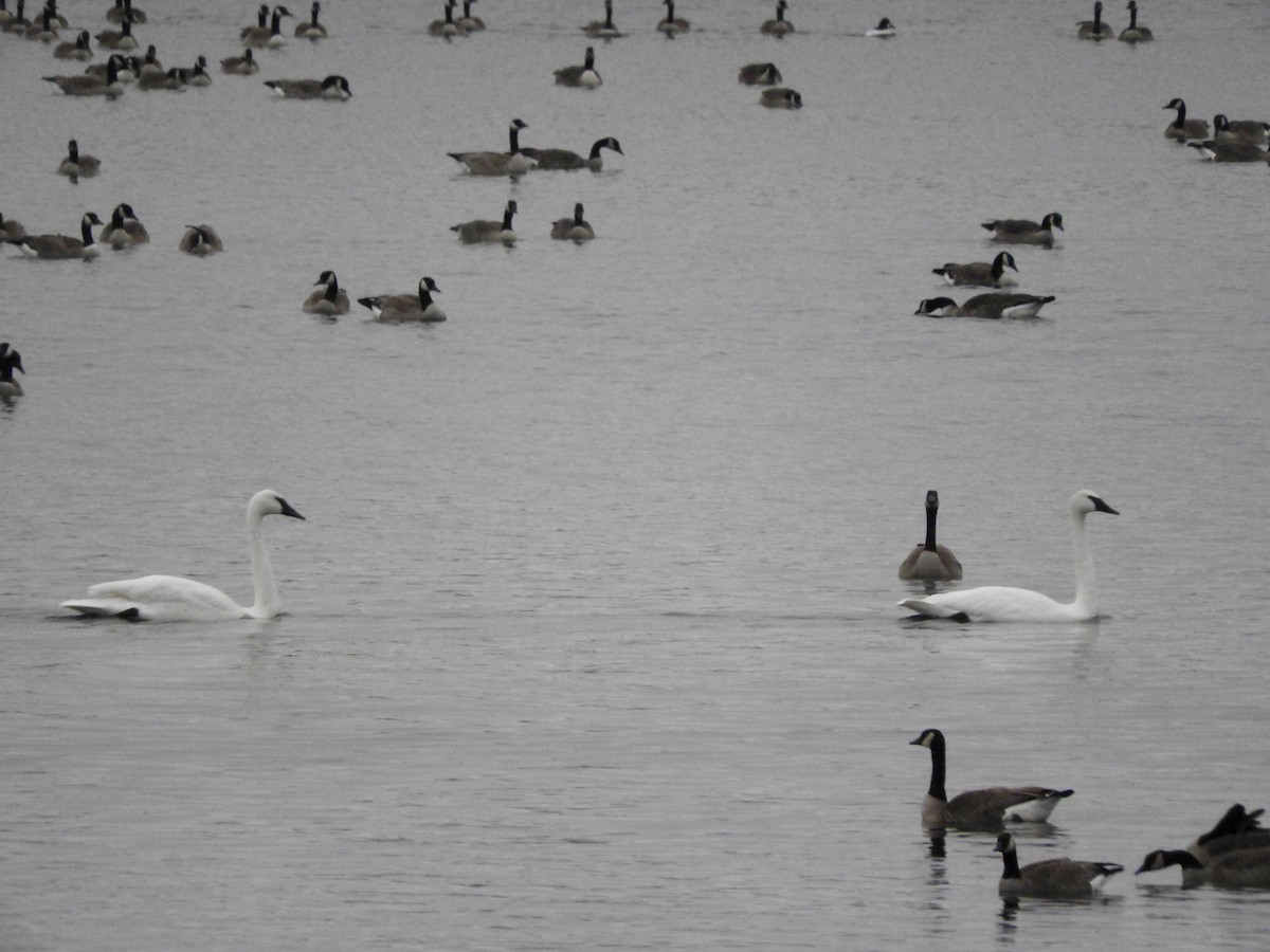 Trumpeter Swan - ML46131891